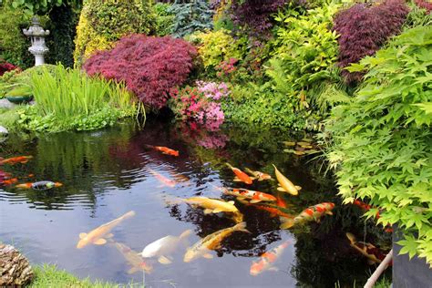 best tank mates for koi fish|koi fish for outdoor pond.